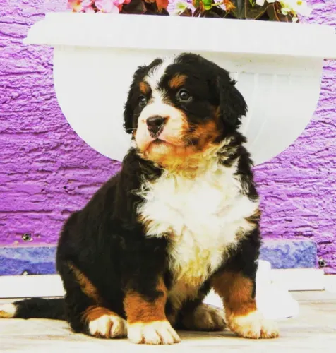 Bernese Mountain Dog,Bernese Mountain Dog Filhote Imponente e Pronto para Novo Lar