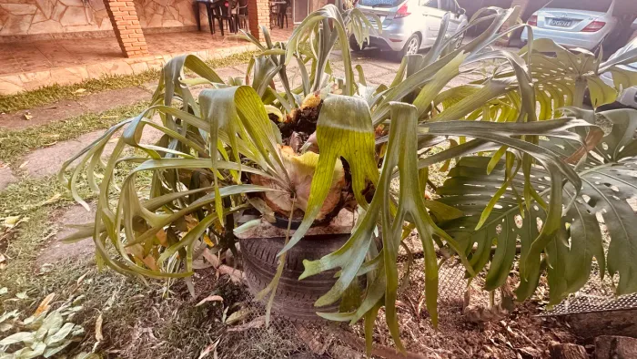 Planta Chifre de veado