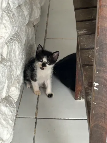Gatinho para adoção 