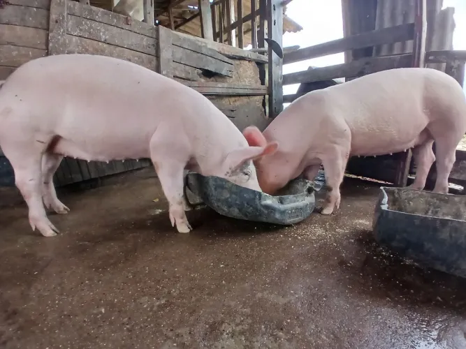 Leitoas prenhas do Pietran PO. Duas lindas futuras Matrizes LD/ LW e pietran. <br>