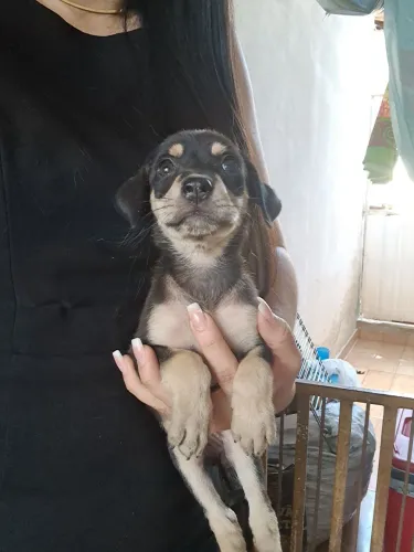 Cachorrinhos abandonados