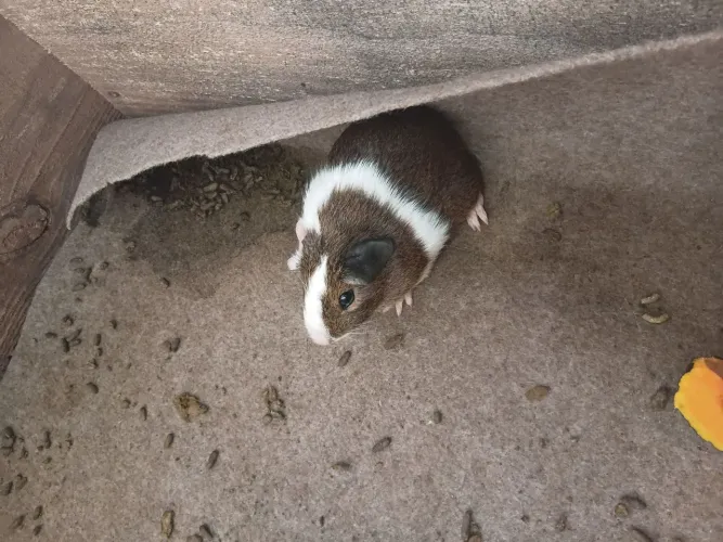 Porquinho da Índia