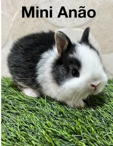Mini coelhos