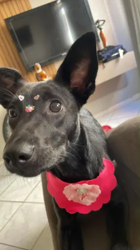Cachorrinha pra doação
