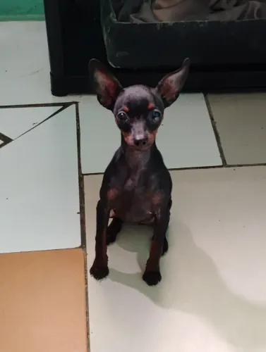 Vendo filhote de Pinscher 1 fêmea com 3 meses já vacinada pai e mãe no local 600.00