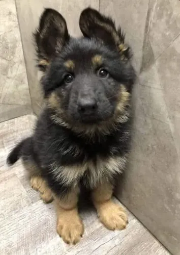 Pastor alemão - a pronta retirada hoje mesmo se quiser