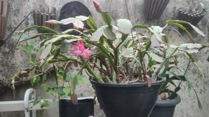 Plantas ornamentais
