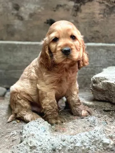 Cocker filhotes dourados para agora , venha