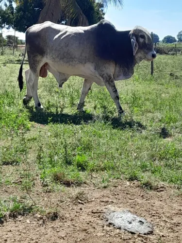 Garrote à venda