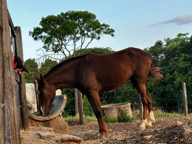 Égua 
