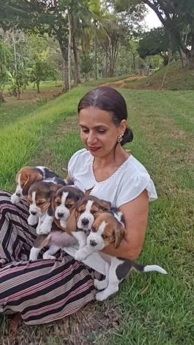 Fascinantes Filhotes de Beagle 