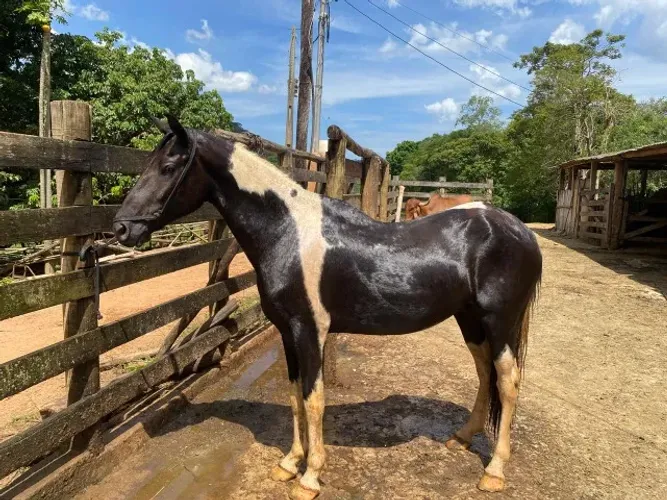 Cavalo Pampa - Castrado - Marcha batida