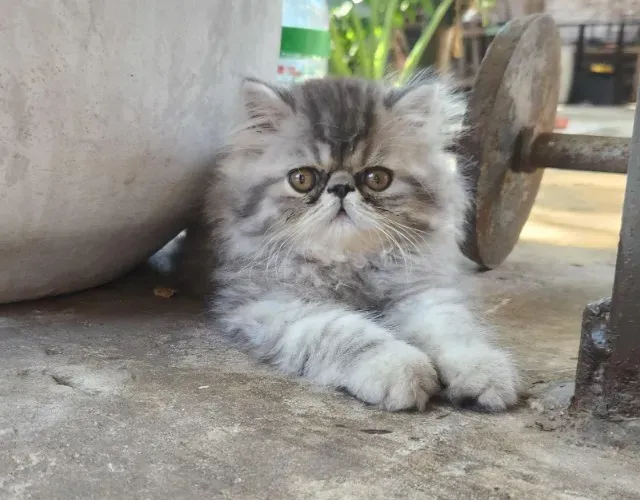Gato Persa lindos filhotinhos com aparência incrível