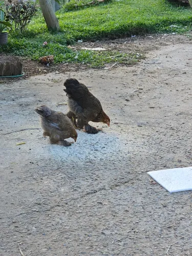 Galinhas bhramas 