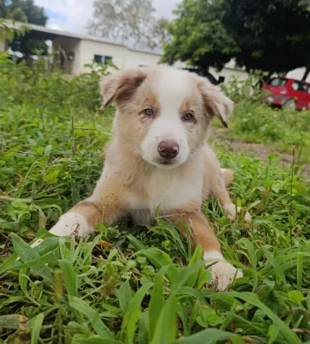 BORDER COLLIE