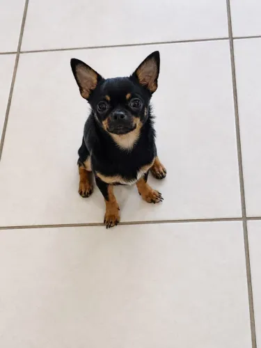 Chihuahua macho para cruzar