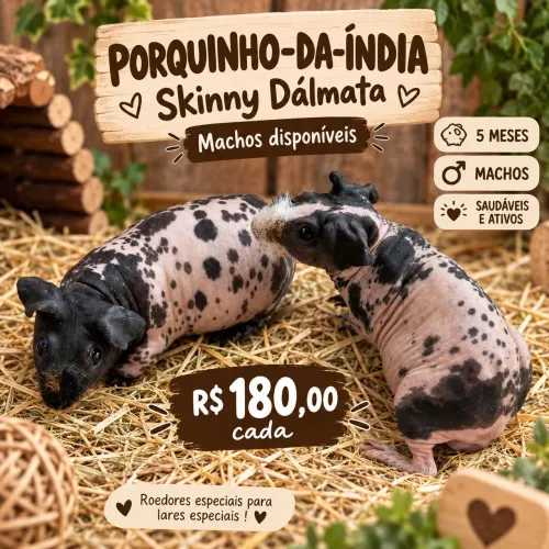 Porquinho-da-índia Skinny