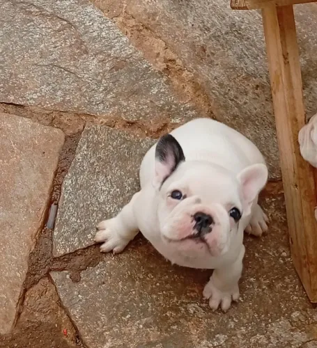 Filhote de Bulldog francês