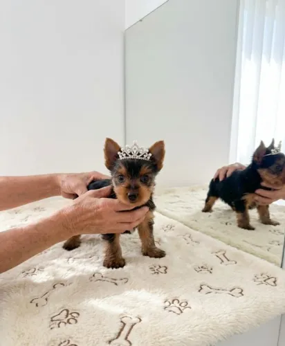 Filhote Yorkshire Terrier Uma Verdadeira Joia