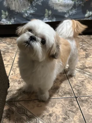 Procuro fêmea de shitzu pra cruzar 