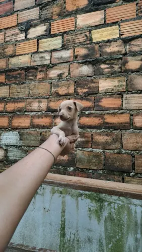 PINSCHER FEMÊA NÚMERO UM COM NÚMERO DOIS 