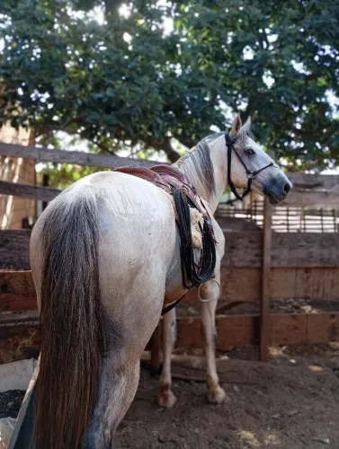 Vendo Cavalo Inteiro.