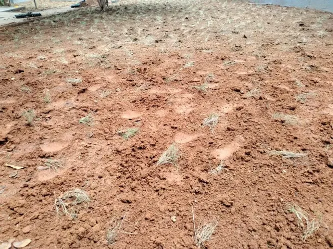 2000 Metros de Grama Esmeralda Direto da Fazenda