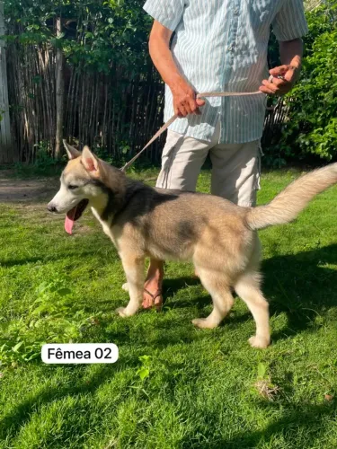 Últimas filhotes disponíveis - Husky Siberiano com pedigree!