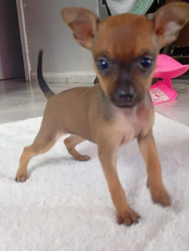 PINSCHER MINIATURA