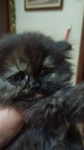 gato persa