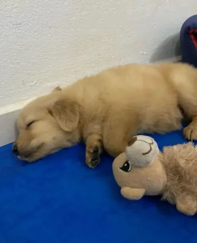 Golden Retriever - Filhotes Para Entrega
