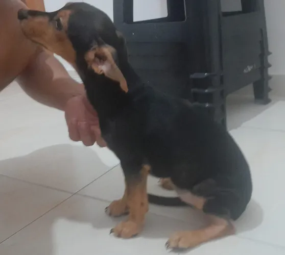 Vende-se uma cachorra de raça pinsch