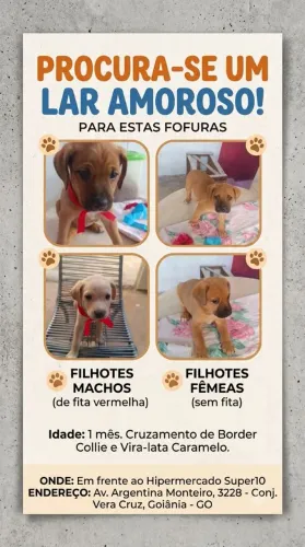 AMIGOS ESPERANDO POR UM LAR! ALERTA DE FOFURA