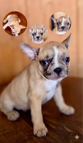 Buldogue francês 