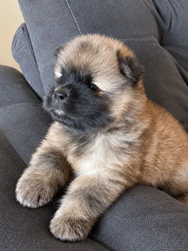 Filhotes de Chow Chow