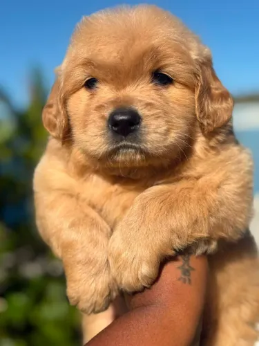 Golden Retriever Dourado | Ótima linhagem¿