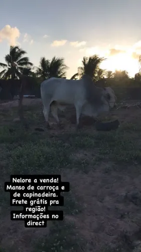 Boi Nelore a venda