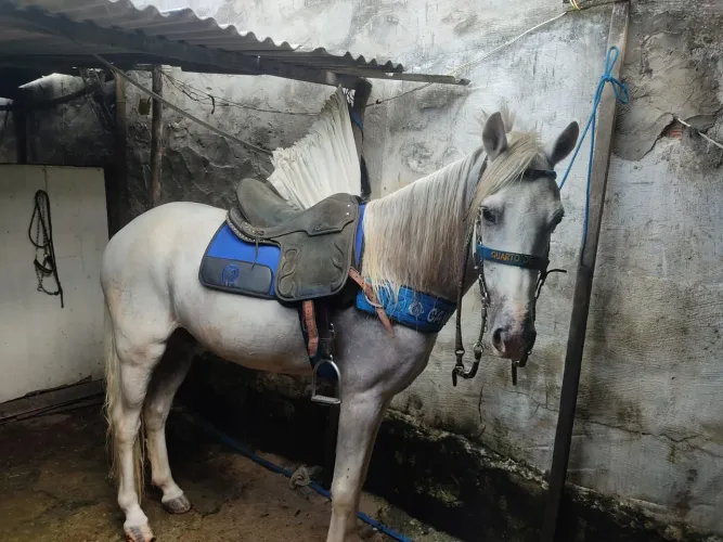 Cavalo Manga larga top anda muito 40 Km/h