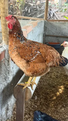 Pintinho Gsb galinha sertaneja balão 