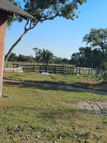 Vendo fazenda 1.380 hec na região do Pirizal (pantanal alto) Livramento MT