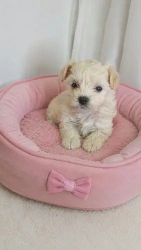 Poodle sua namorada merece 