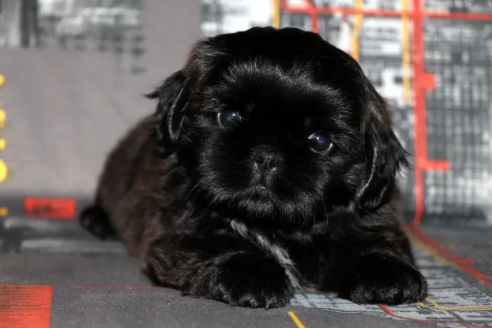 Filhotes de shih tzu padrão europeu 