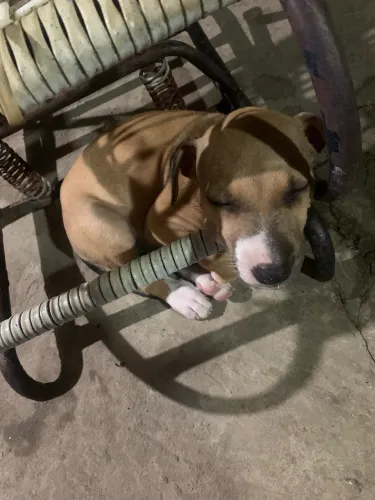 Cachorra para adoção 