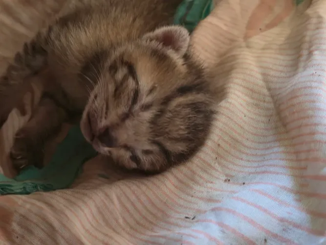 Gatinhos para doação