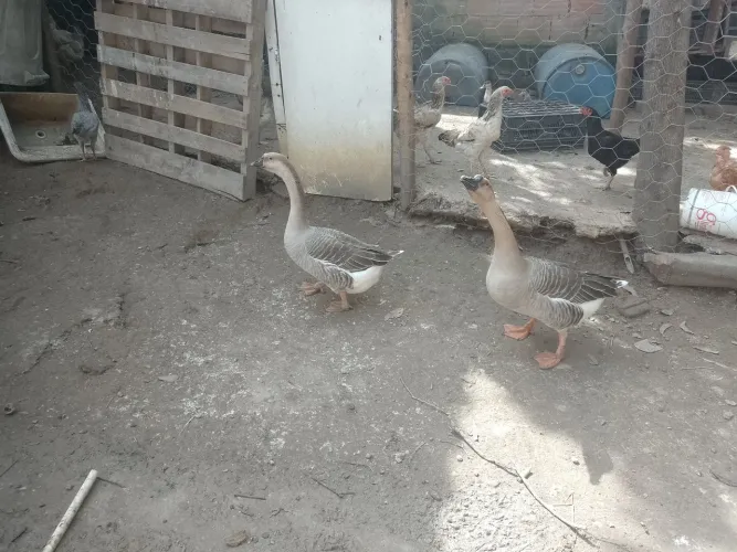 Um casal de porco caruncho