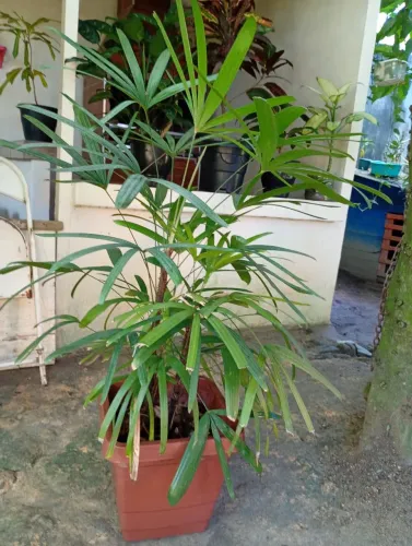Plantas diversas