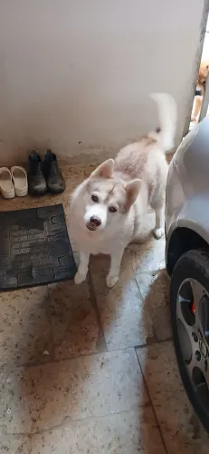 Husky Siberiano