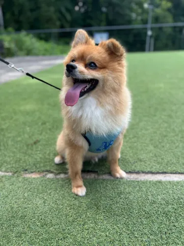SPITZ ALEMÃO