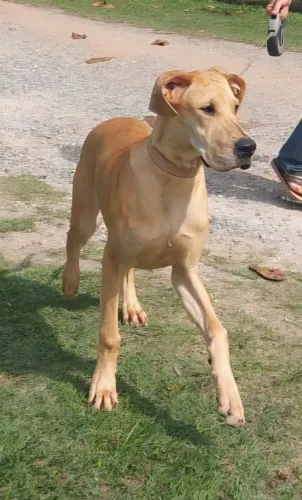 Filhotes de Dogue Alemao macho/fêmea