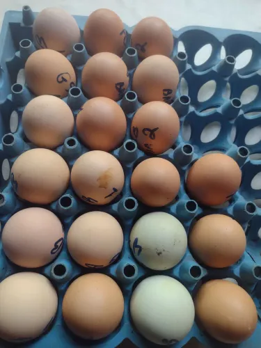 Ovos de galinha GSB 